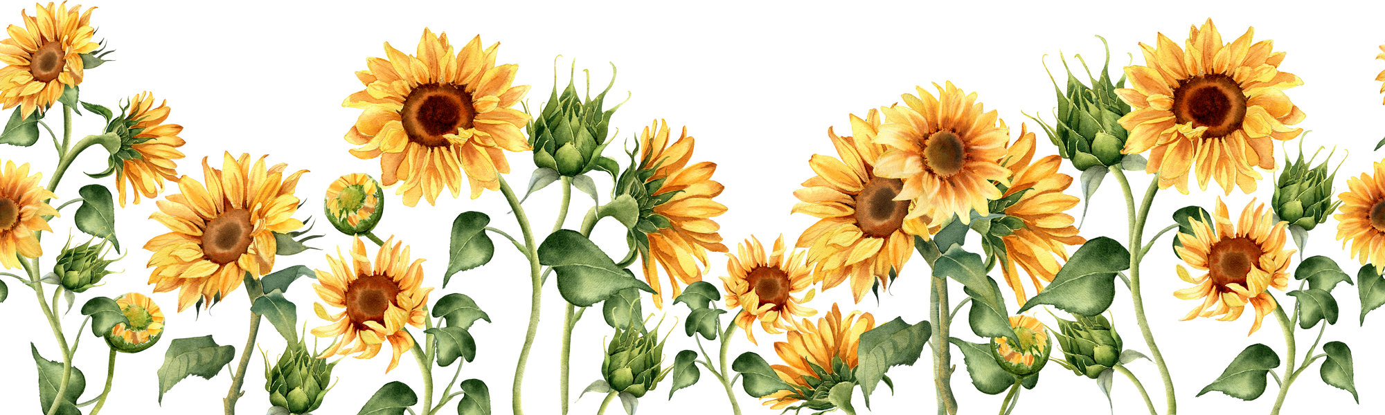Sunflower seamless border. Watercolor illustration